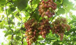 一年葡萄苗修剪视频,视频解析与实操指南